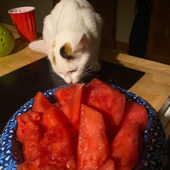 Meet Akari the Cresent Moon Calico😻🐾 - Picture 5 of 16